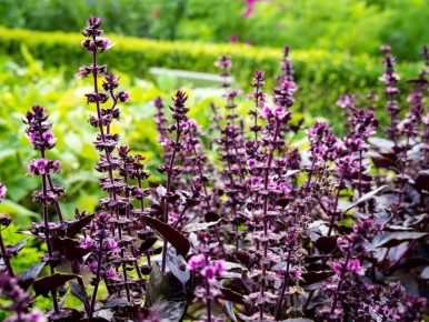 Создайте свой собственный ароматный огород