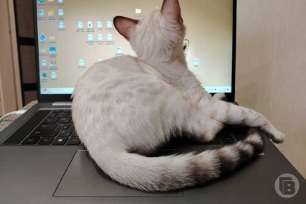 Селянку из Волгоградской области оштрафовали за оскорбления в чате