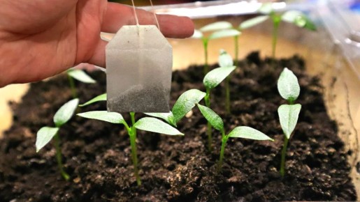 Неожиданное использование чайных пакетиков: как превратить отходы в полезное удобрение для рассады