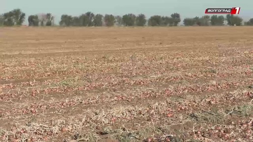 В Волгограде проверили качество овощей нового урожая