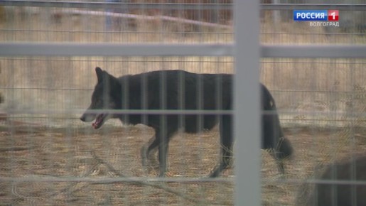 В волгоградском зооцентре «Дино» готовятся к зимовке