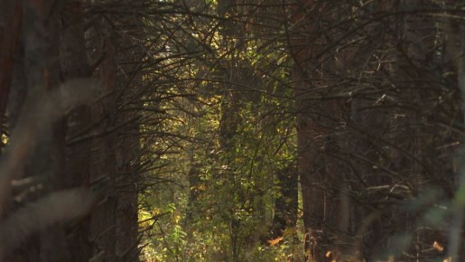 Ограничения на посещение лесов и спецрежим отменены в Волгоградской области с 22 октября