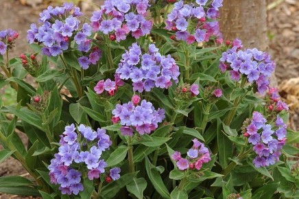 Почему не стоит обрезать некоторые многолетники перед зимой: советы для садоводов