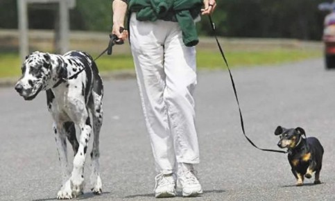 Пять распространенных нарушений, за которые владельцам домашних животных грозят штрафы