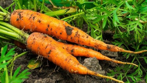 Секреты фронтовых агрономов: как дедовская подкормка превратила дачу в настоящую фабрику урожая