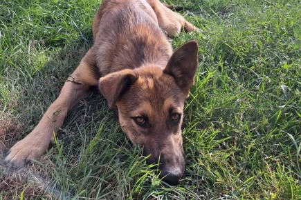 В Волгограде продавали опасные лекарства для животных