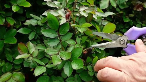 Слепые побеги у роз: как их распознать и что с ними делать